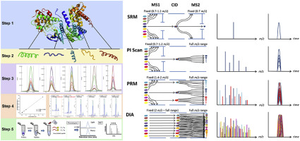 Mass spectrometry (MS) based proteomics have achieved a near-complete proteome coverage in humans and in several other organisms, producing a wealth of information stored in databases and bioinformatics resources. Recent implementation of selected/multiple reaction monitoring (SRM/MRM) technology in targeted proteomics introduced the possibility of quantitatively follow-up specific protein targets in a hypothesis-driven experiment. In contrast to immunoaffinity-based workflows typically used in biological and clinical research for protein quantification, SRM/MRM is characterized by high selectivity, large capacity for multiplexing (approx. 200 proteins per analysis) and rapid, cost-effective transition from assay development to deployment. The concept of SRM/MRM utilizes triple quadrupole (QqQ) mass analyzer to provide inherent reproducibility, unparalleled sensitivity and selectivity to efficiently differentiate isoforms, post-translational modifications and mutated forms of proteins. SRM-like targeted acquisitions such as parallel reaction monitoring (PRM) are pioneered on high resolution/accurate mass (HR/AM) platforms based on the quadrupole-orbitrap (Q-orbitrap) mass spectrometer. The expansion of HR/AM also caused development in data independent acquisition (DIA). This review presents a step-by-step tutorial on development of SRM/MRM protein assay intended for researchers without prior experience in proteomics. We discus practical aspects of SRM-based quantitative proteomics workflow, summarize milestones in basic biological and medical research as well as recent trends and emerging techniques.